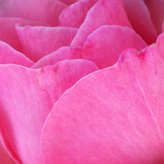 Roseblader Nærbilde av en rose.