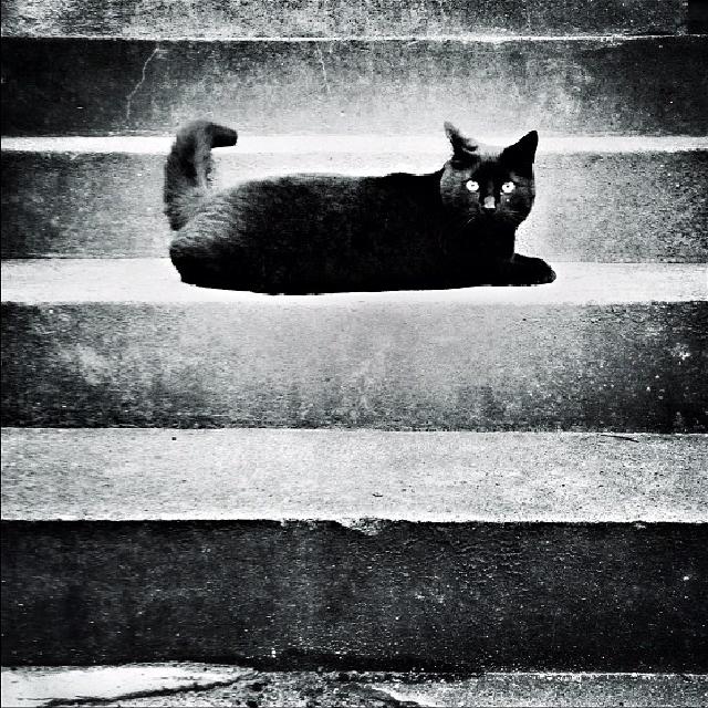 Svart katt Et svart-hvitt bilde av en sort katt på en lys murtrapp.