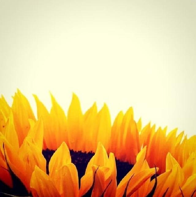 Blomstrende flammer En solsikke hvor kronbladene ser ut som flammer.