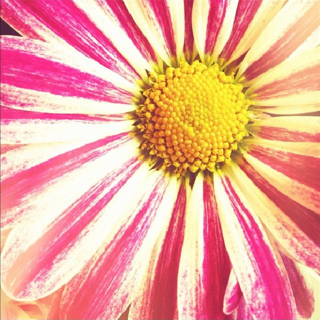 Tivoliblomst Nærbilde av en fargerik blomst.