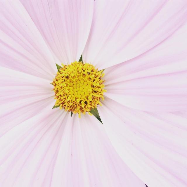 Blomst Nærbilde av en rosa blomst.