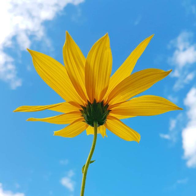 Gul blomst Undersiden av en gul blomst mot dyp blå himmel.